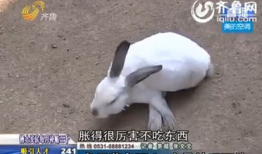 杀兔子视频,杀兔子视频引发社会热议